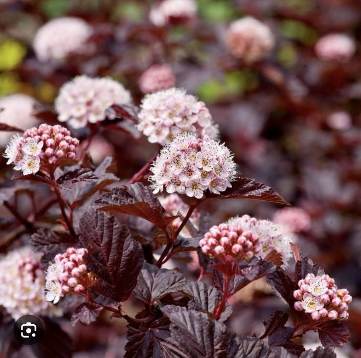 Пузыриплодник диабло калинолистный