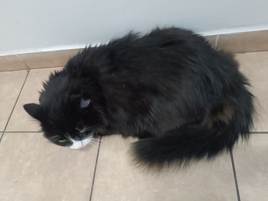 Отдам даром кошку