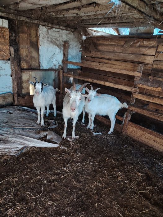 Vând 3 capre foarte bine îngrijite