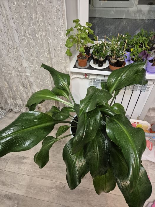 Эухарис, амазонская лилия