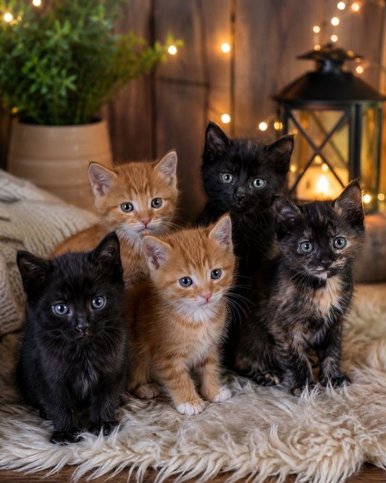 Котята малыши ищут дом
