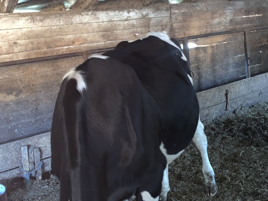 Vițele holstein de vânzare.