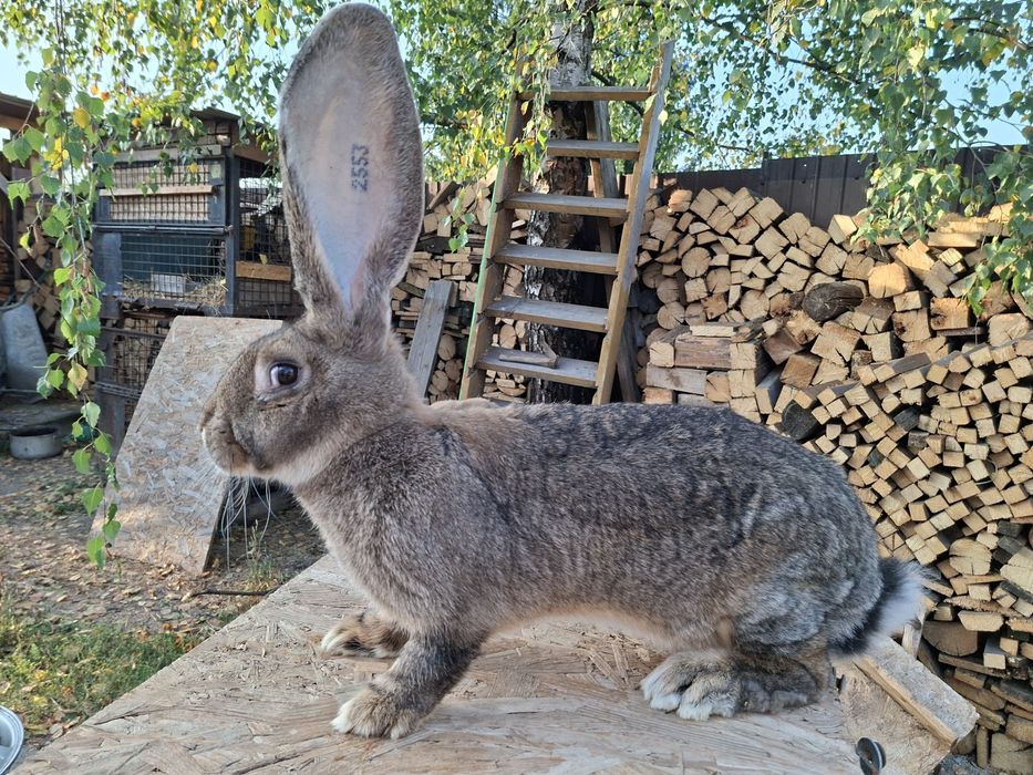 Iepuri uriaș german gri