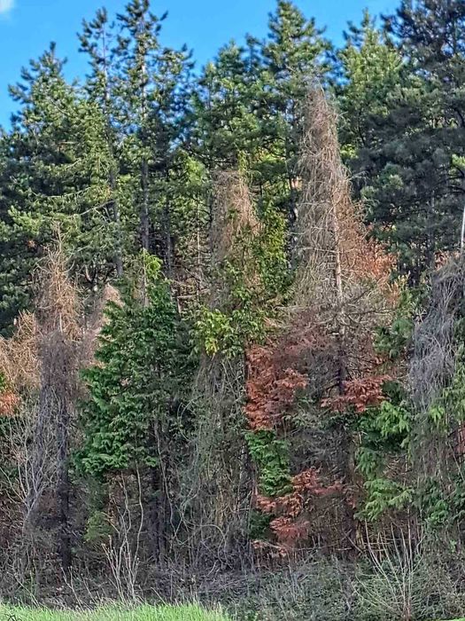 Продава се Къща в с. Синаговци, Област Видин - 200 кв.м за 410 €/кв.м - Снимка #13