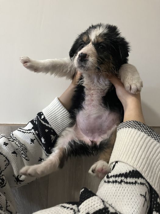 Щенок девочка 2-3 месяца, привезем сами