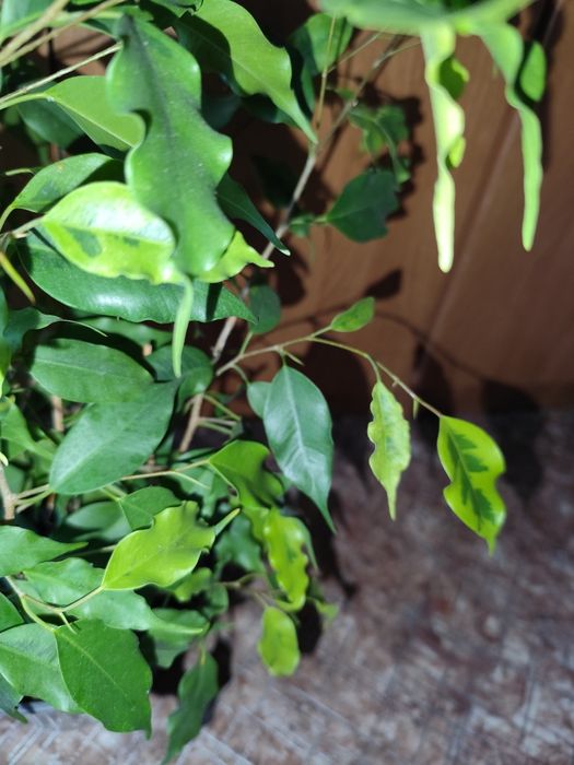 Фикус Бенджамина