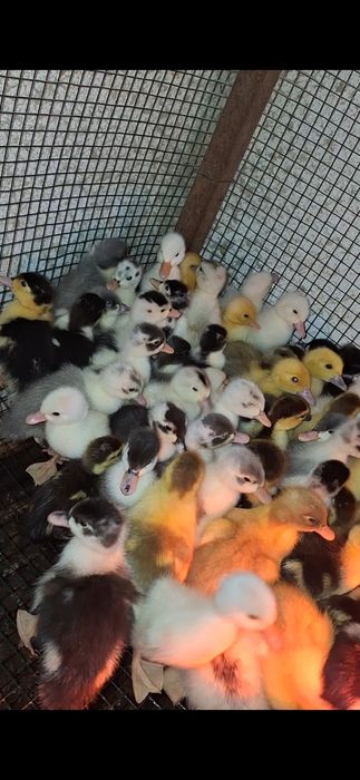 bobocei de rata  colorati