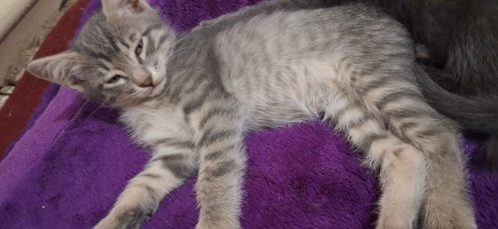 Отдам котят в добрые руки