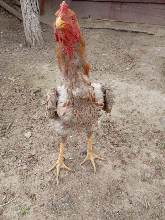 Туляк ветнам микс