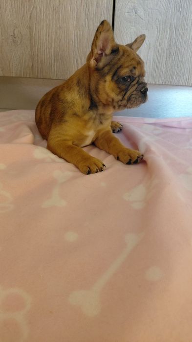 Френски булдог/булдочета