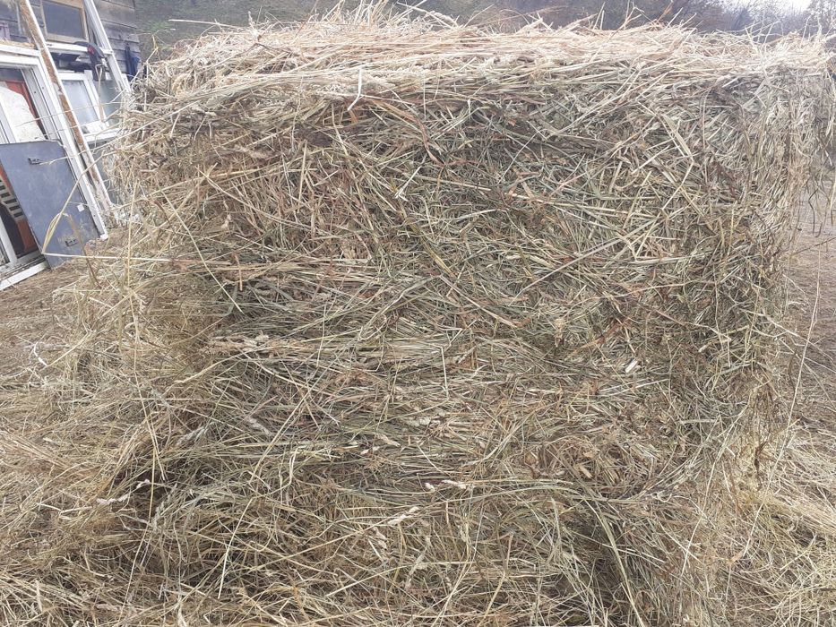 Vând baloti de lucerna, fan și paie de orz