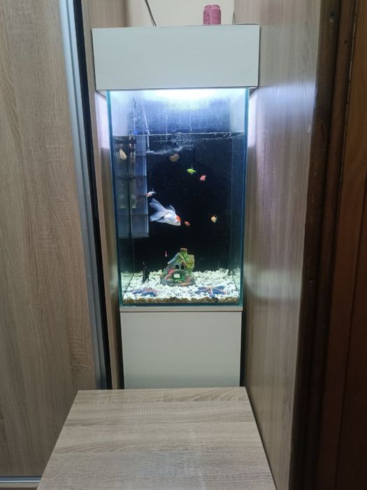 Akvarium sotiladi 100 litr