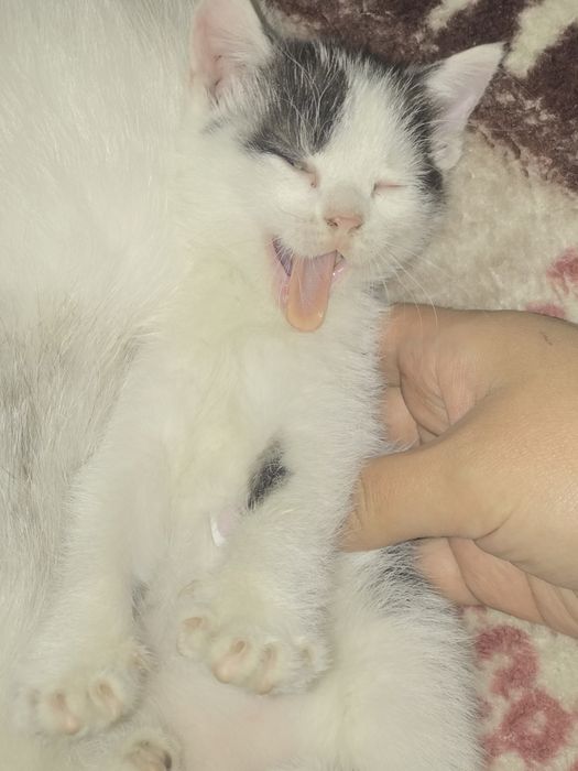 Отдам котенка бесп