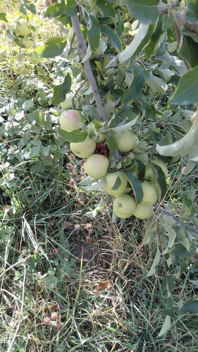 Продаю золотой и американку