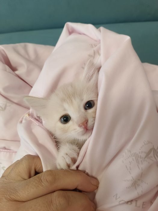 Отдам даром котенка