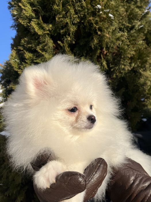 Pomeranian alb mini