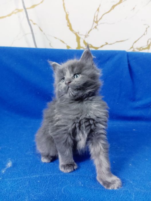 Мейн Кун котятки