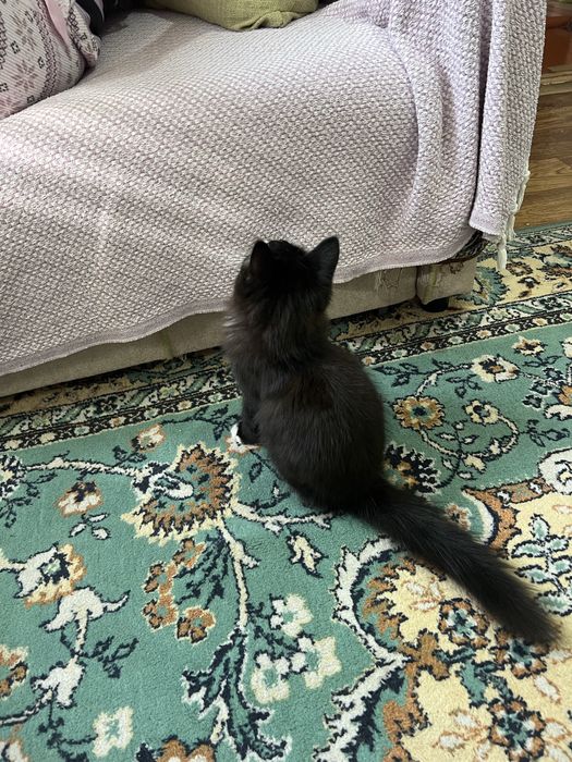 Котенок мальчик в добрые руки