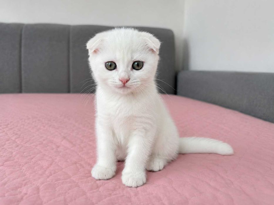 Pisicuță albă Scottish Fold, cu Pedigree