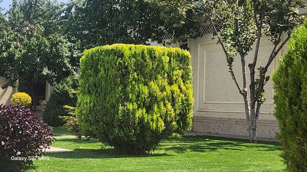 Газон,гул,дарахт