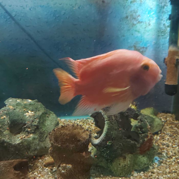 Аквариум 170л с аксесоари в комплект