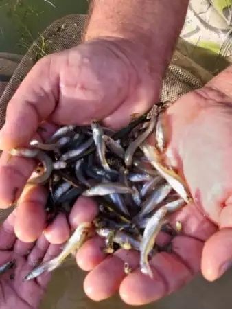 Продавам бяла риба 5-6 см