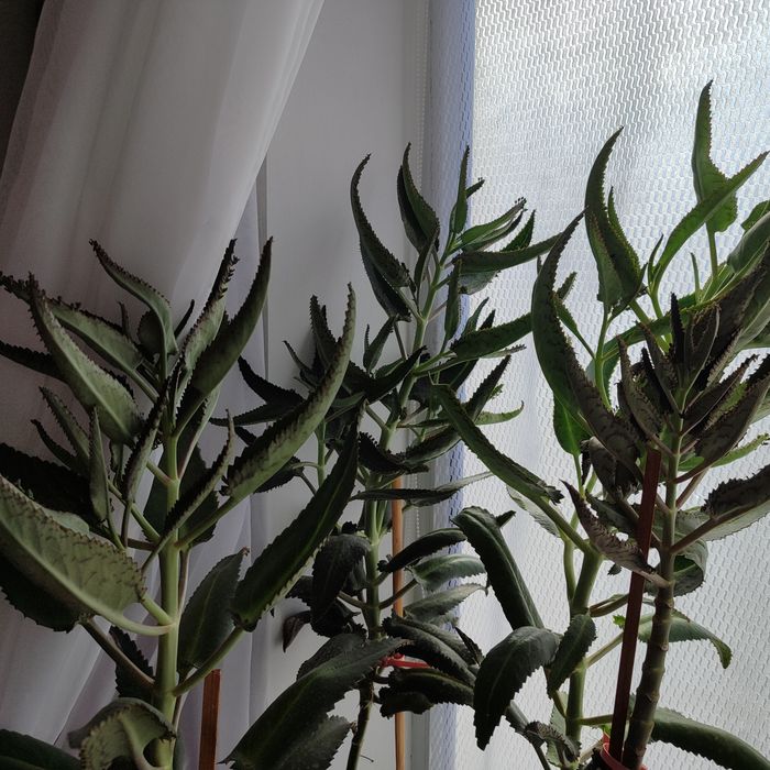 Каланхоэ дегремона