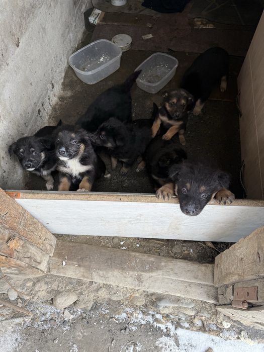 Отдам щенят мама немка