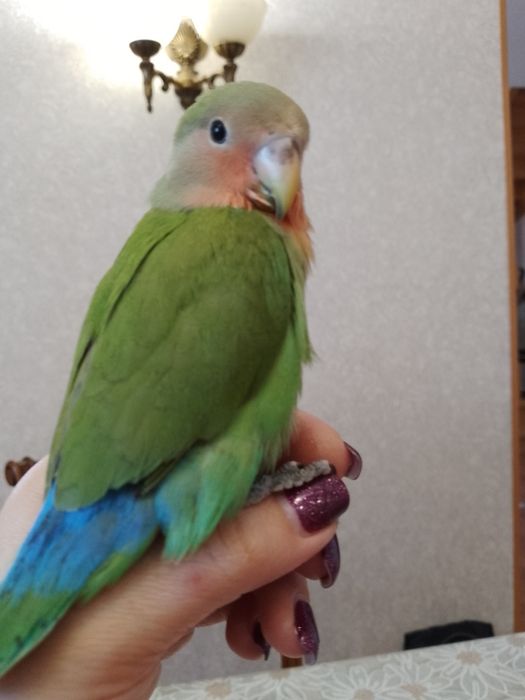 Ручной неразлучник.