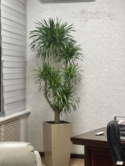 Растения оптом и в розницу по лучшей цене для офисов в горшках