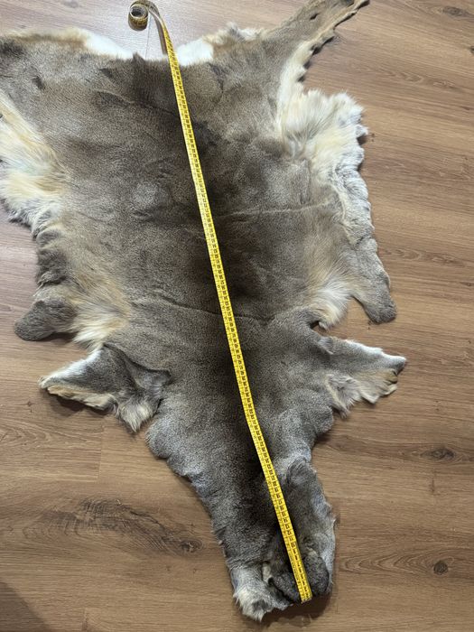 Trofeu Blana caprioara