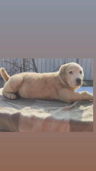 Породные щенки САО Алабай