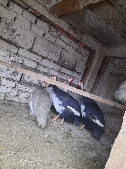 Vând bibiloi tineri