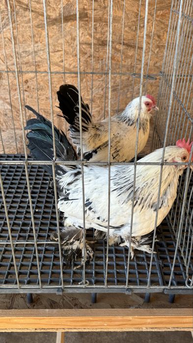 Pasari rasa pitica mii de flori