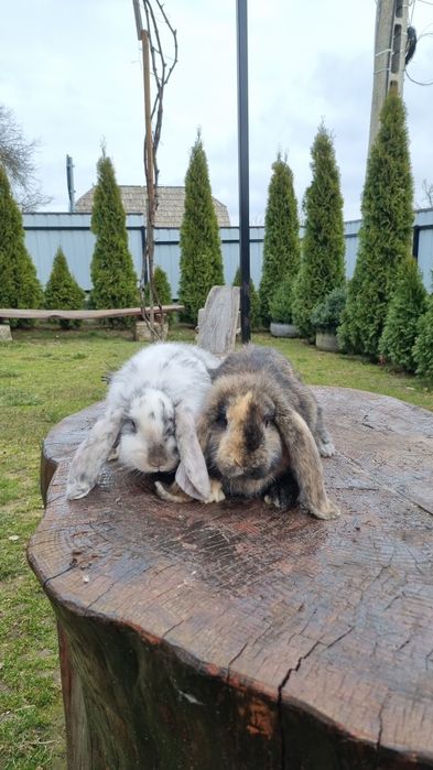 Vând pereche berbec german