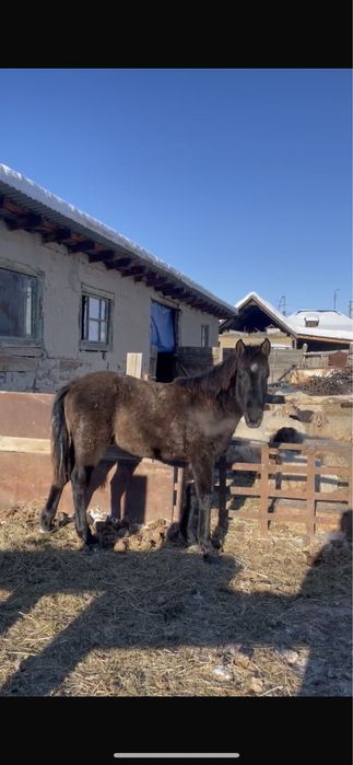 Еркек жабағы сатылады