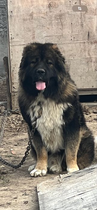 Vand mascul ciobanesc caucazian cu pedigree