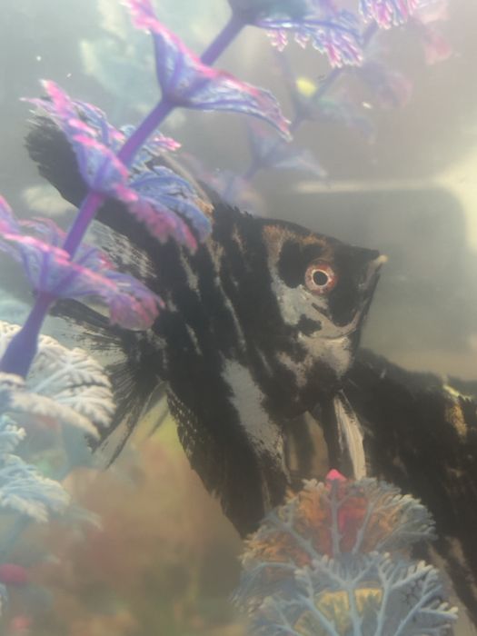 Продам две рыбки сколярии