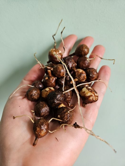 Луковицы алоказии нинзя и сильвер дракон