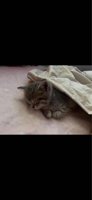 Кошка британский