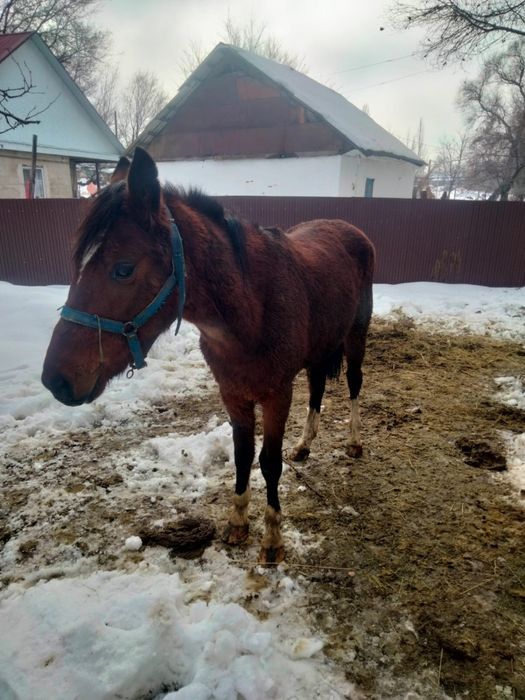 Продам коня………………