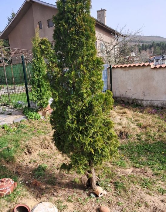 3 -метрова туя - 25€