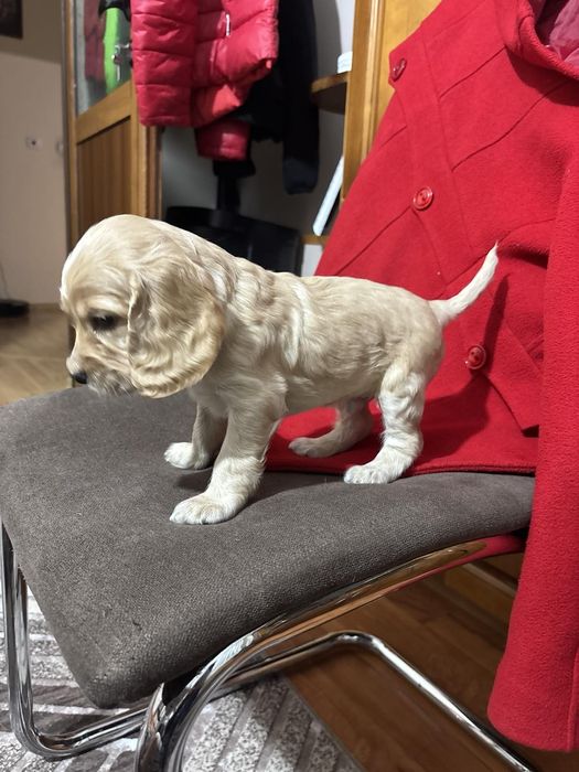 Кокер шпаньол . Малки кученца