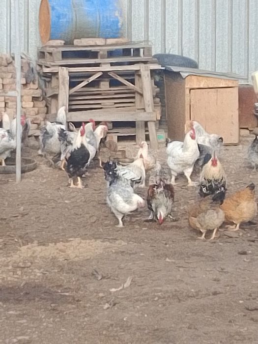 Ундик прадам 10000