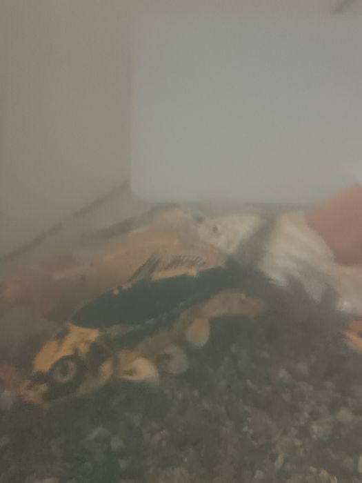 Продаются Коя карпы..