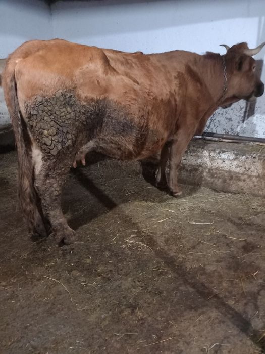 De vânzare vaca gestanta