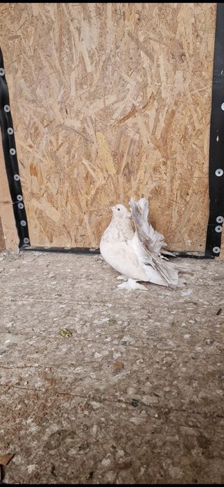 Porumbei votați indieni de vânzare 100lei bucata  tratați și vaccinați