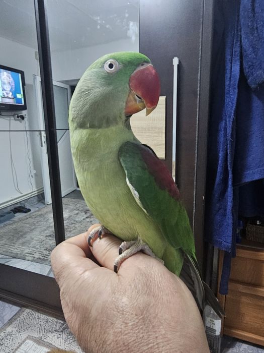 Vind papagal Marele Alexander +voliera cu accesorii