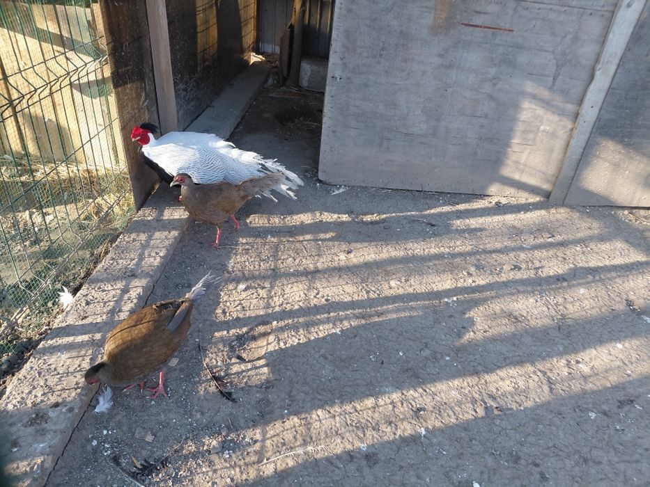 Vând fazani argintii