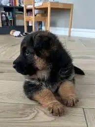 Ciobănesc German 6 luni